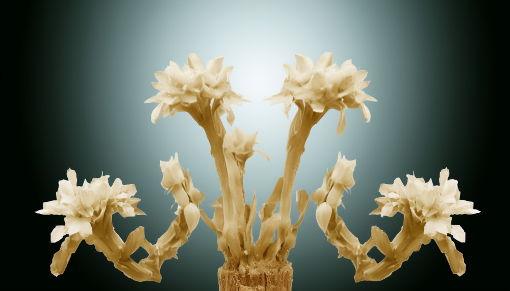 Tout ce qu’il vous faut savoir de l’extrait D1